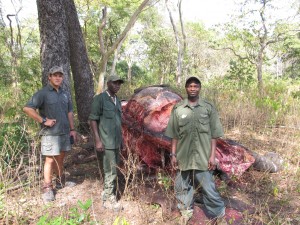 Poen, Gorchie and Albino with the carcass of an old bull elephant.  Though they were able to track the team of poachers, it readily became apparent from the age of their tracks that they had already made their escape.  