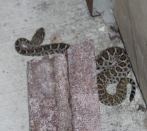 Safe Havens Adjunct Analyst Steve Satterly encountered this rattlesnake during a school safety assessment in Texas this week. Safe Havens clients have reported concerns ranging from Mountain Lions, Alaskan Brown bears and even aggressive eagles over the years.  Like other types of hazards, potentially dangerous animals can be mitigated with appropriate responses.